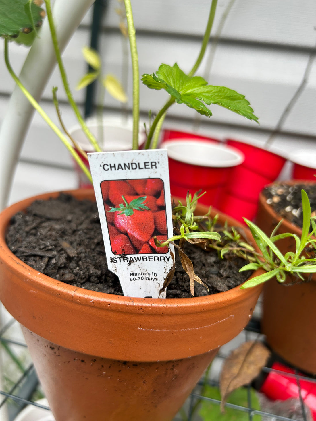 2024 Fall Garden Plants