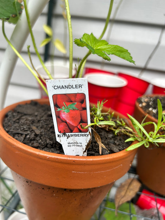 2024 Fall Garden Plants